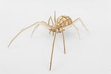 IncrediBuilds Animal Collection Spider 3D Wood Model